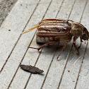 Ten Lined June Beetle