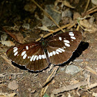 Hungarian Glider