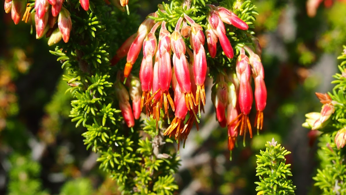 Tassle Heath