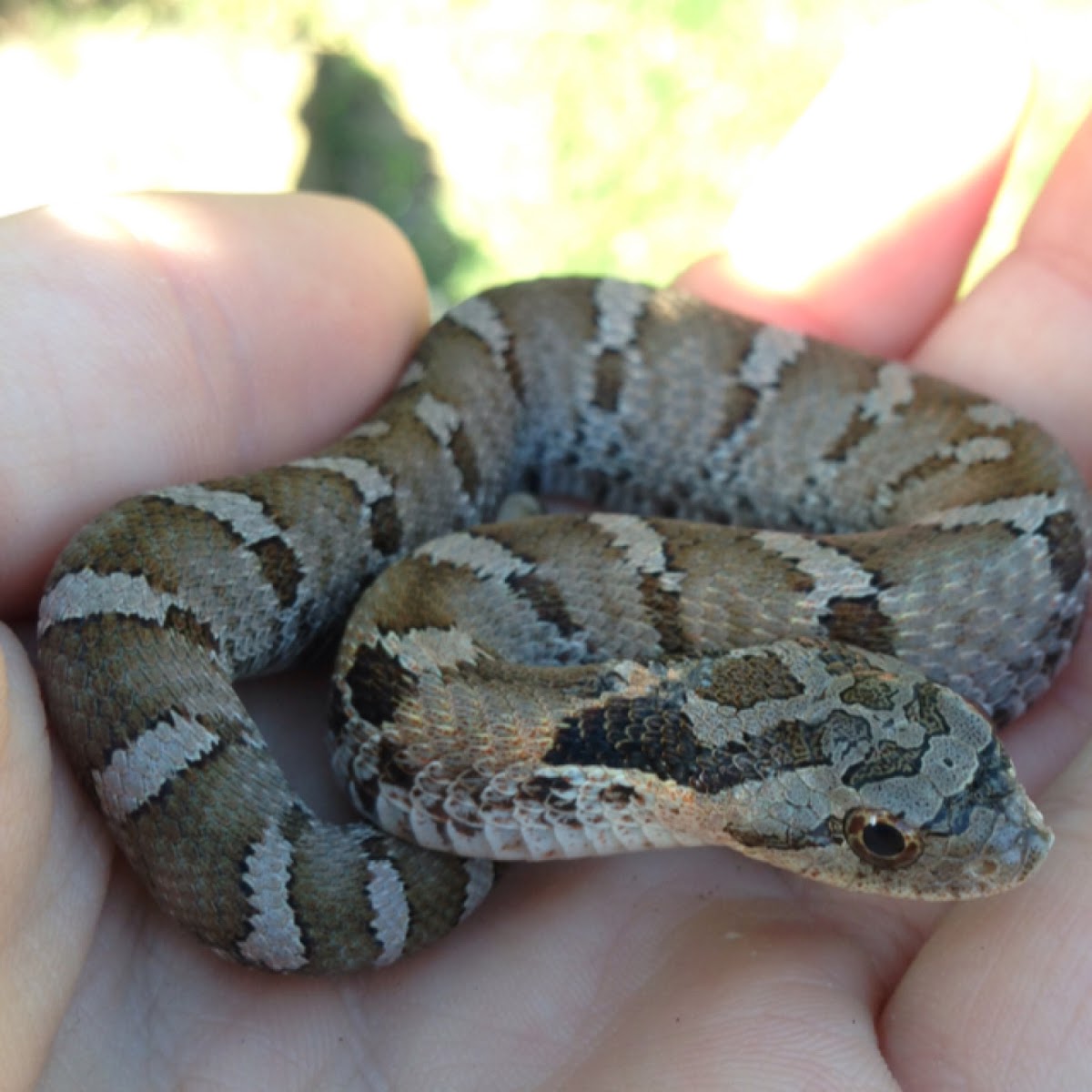 Eastern Hognose Snake