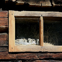 Godersi il primo sole di primavera di 