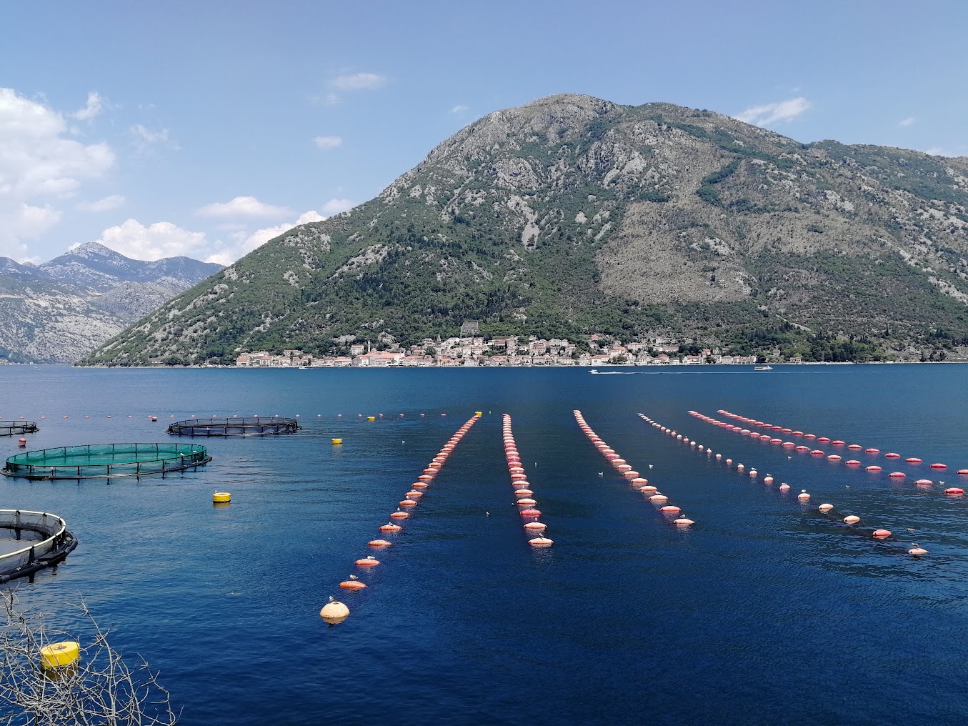 La baie de Kotor, pisciculture