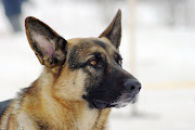 The K9 Academy is responsible for the training of dogs and their handlers as well as a breeding programme. Stock photo. 