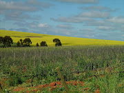 Kasteelsig Vineyards