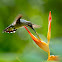 Plain-capped Starthroat