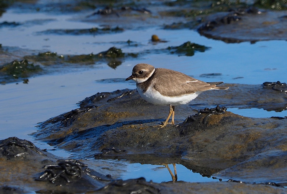 Chorlitejo grande (Ringed plover)