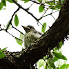 Northern Mockingbird