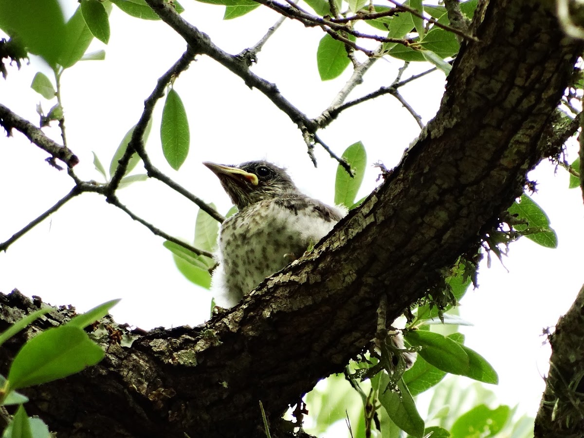 Northern Mockingbird