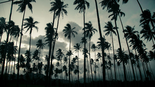 Palm Dreams