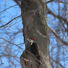 Pileated woodpecker