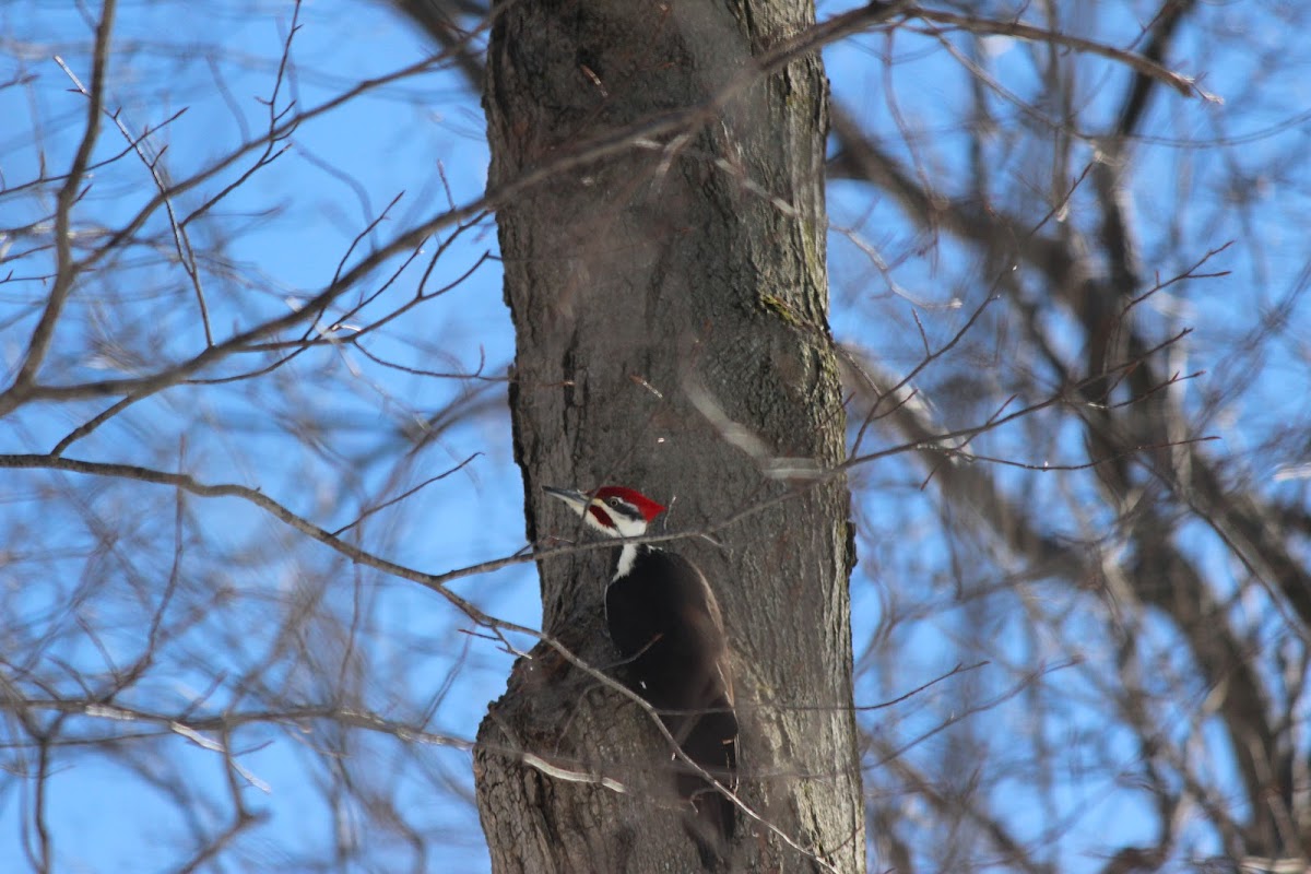 Pileated woodpecker