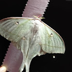 Indian Moon Moth