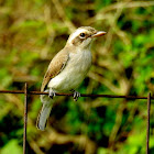 Common woodshrike