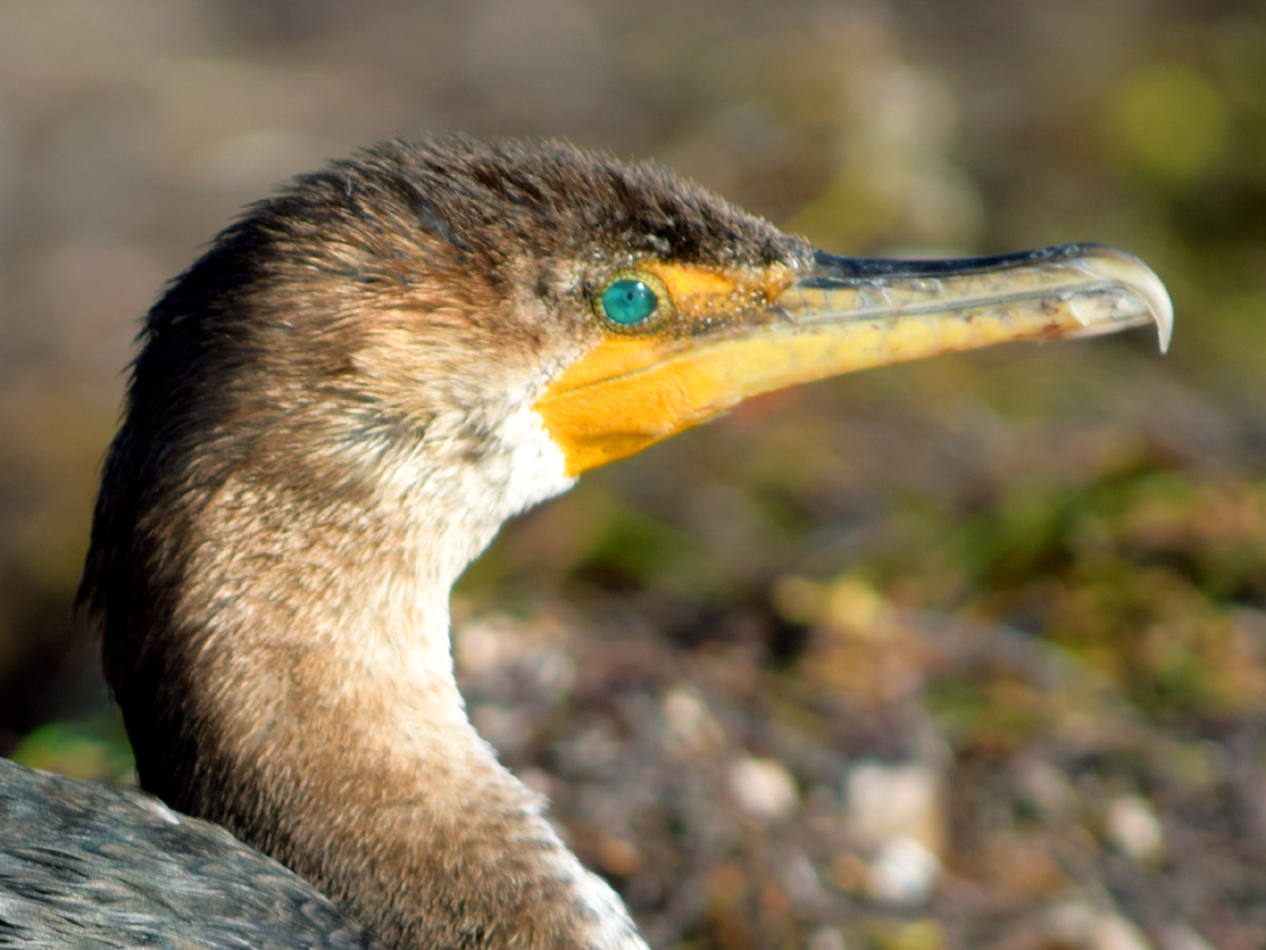 Double-crested Cormorant