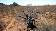 A cyclist passes a mighty baobab on a bike tour of Abelana Game Reserve, about a six-hour drive from Johannesburg. 