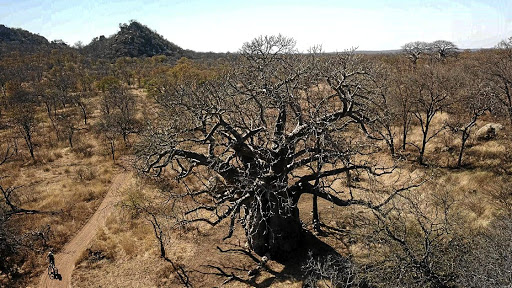 A cyclist passes a mighty baobab on a bike tour of Abelana Game Reserve, about a six-hour drive from Johannesburg.