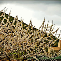 Printemps en Corse di 