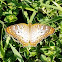 White Peacock Butterfly