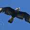 Caracará (Southern Caracara)