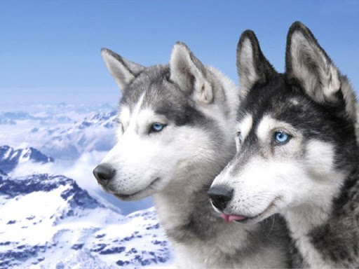 免費下載娛樂APP|Husky Puppies Wallpapers app開箱文|APP開箱王