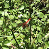 Cardinal Meadowhawk