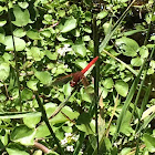 Cardinal Meadowhawk