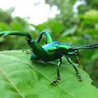 Frog Legged Leaf Beetle