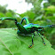 Frog Legged Leaf Beetle