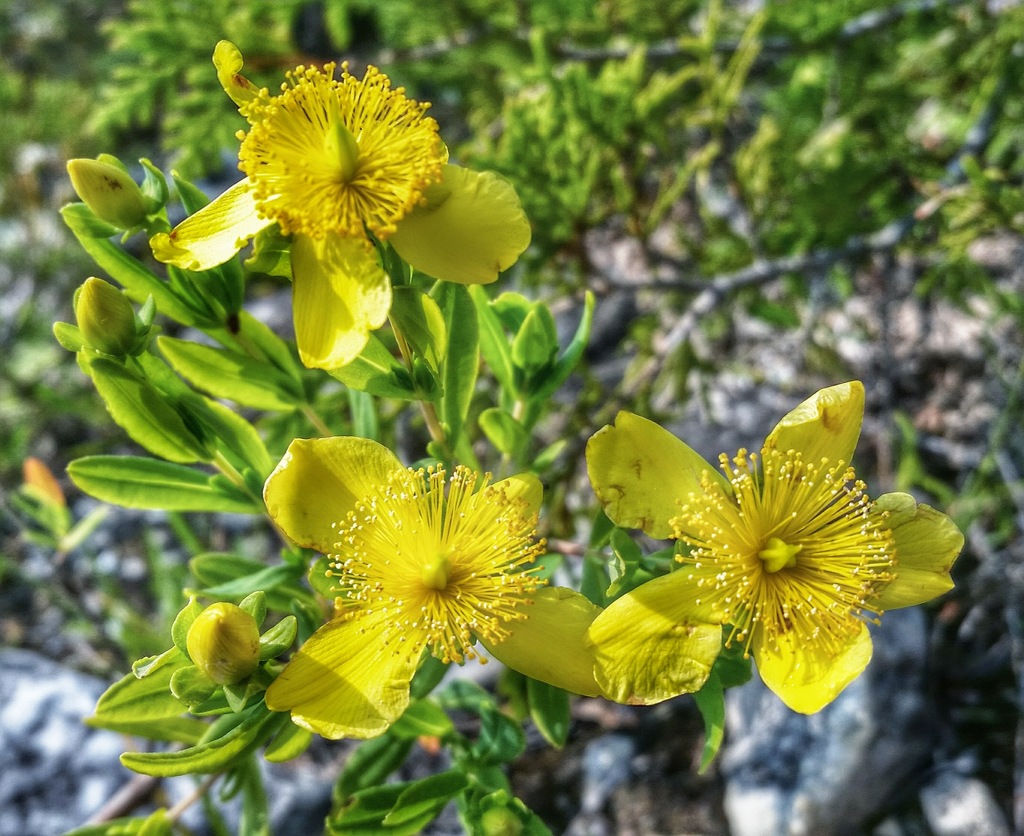 Kalm's St. Johnswort