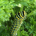 Black Swallowtail Butterfly Caterpillar