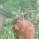 Red Squirrel