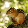 Eastern Chipmunk