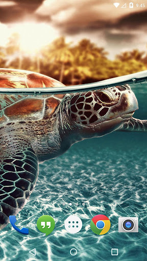 免費下載個人化APP|Ocean Turtle Water Pool app開箱文|APP開箱王