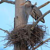 Great Blue Heron