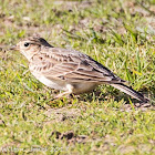 Skylark