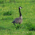 Canada Goose