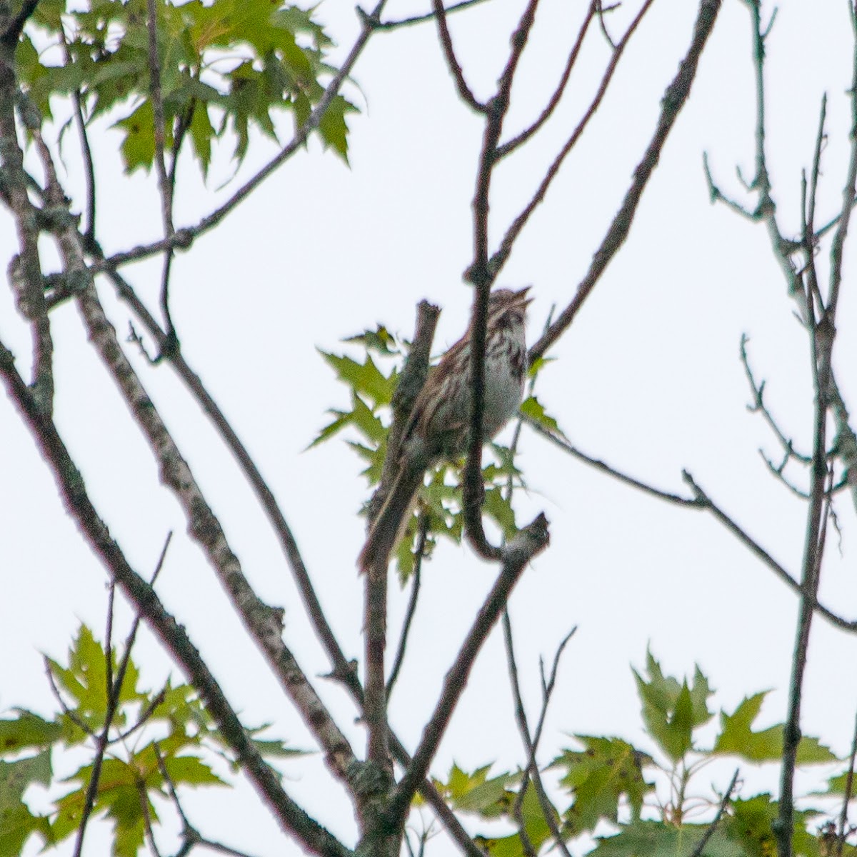 Song sparrow