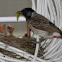 red-vented bulbul