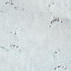 unknown mammal tracks