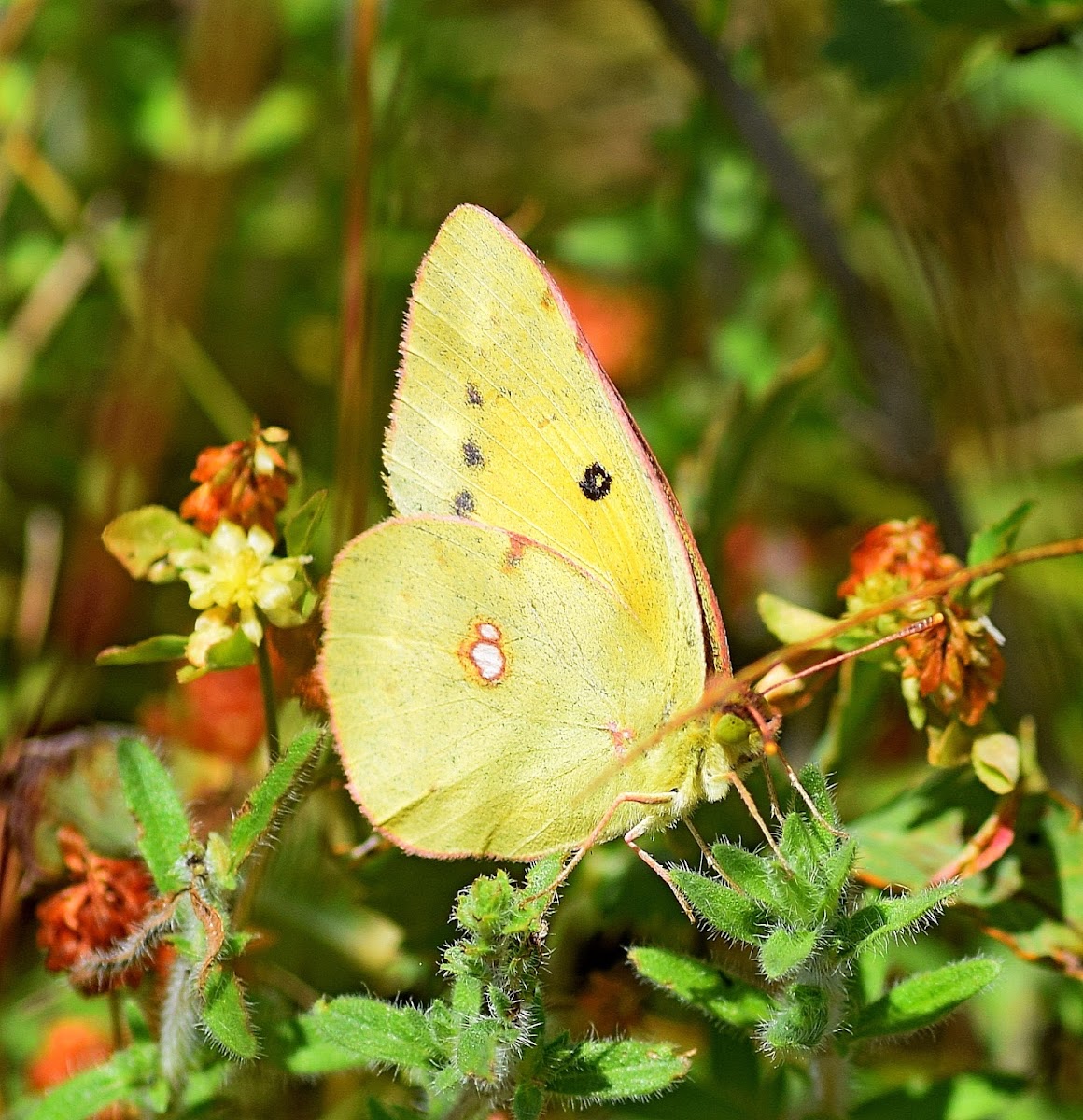 Balkan Clouded Yellow