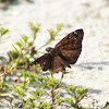 Horace's Duskywing Butterfly