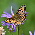 Arctic fritillary