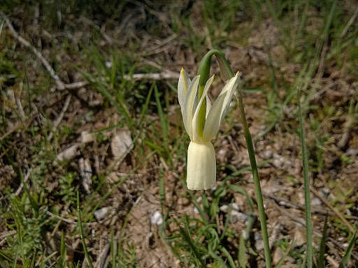 Narcissus triandrus