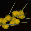 Acacia colletiodes