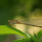 Pseudagrion p. declaratum