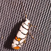 Ermine Moth