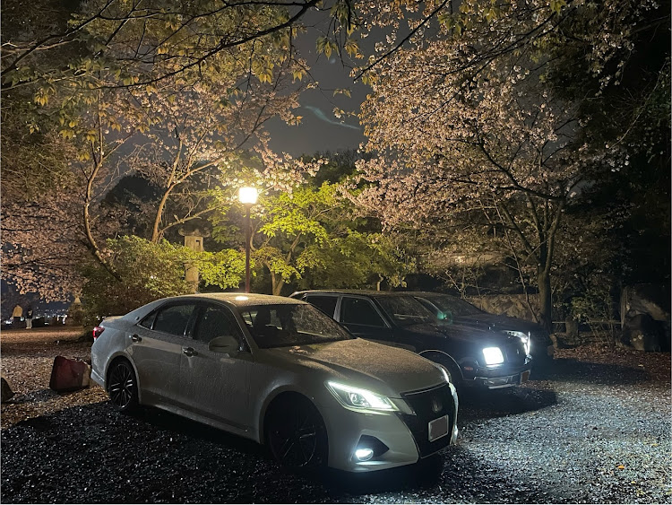 LSの桜とコラボ・熊本・センチュリー・クラウン・#熊本の車好きと繋がりたいに関するカスタム事例の投稿画像1枚目
