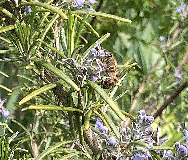 unidentified honey bee