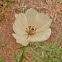 Mexican poppy