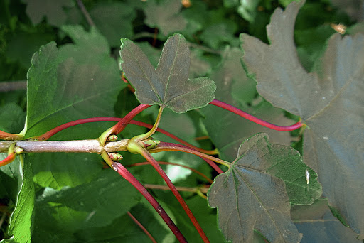 Acer pseudoplatanus